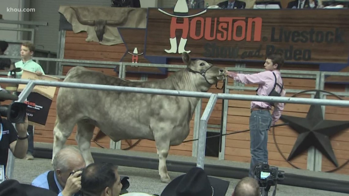 Grand champion reserve steer sells for world record 367K at Houston