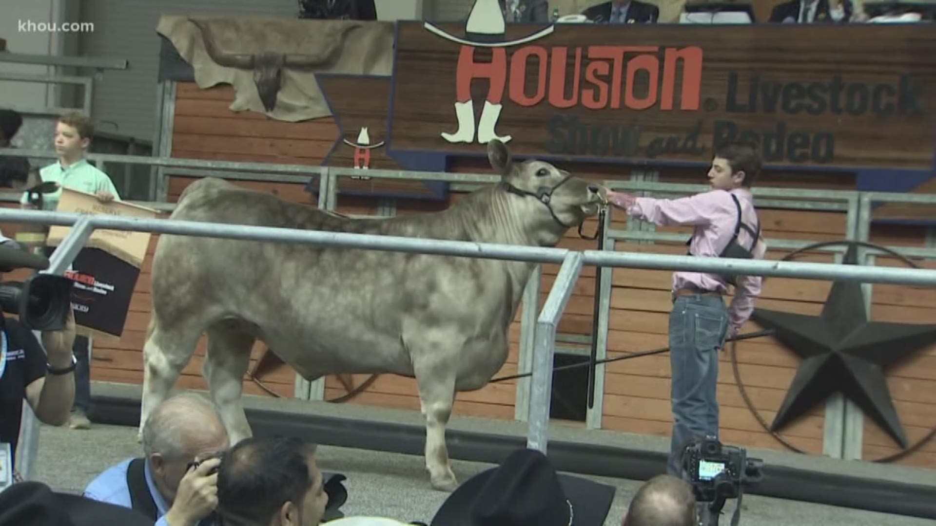 The biggest star at the rodeo Saturday had four legs. Kids from throughout the state brought their prized animals to the auction block Saturday for the Houston Livestock Show and Rodeo’s Junior Steer Auction.