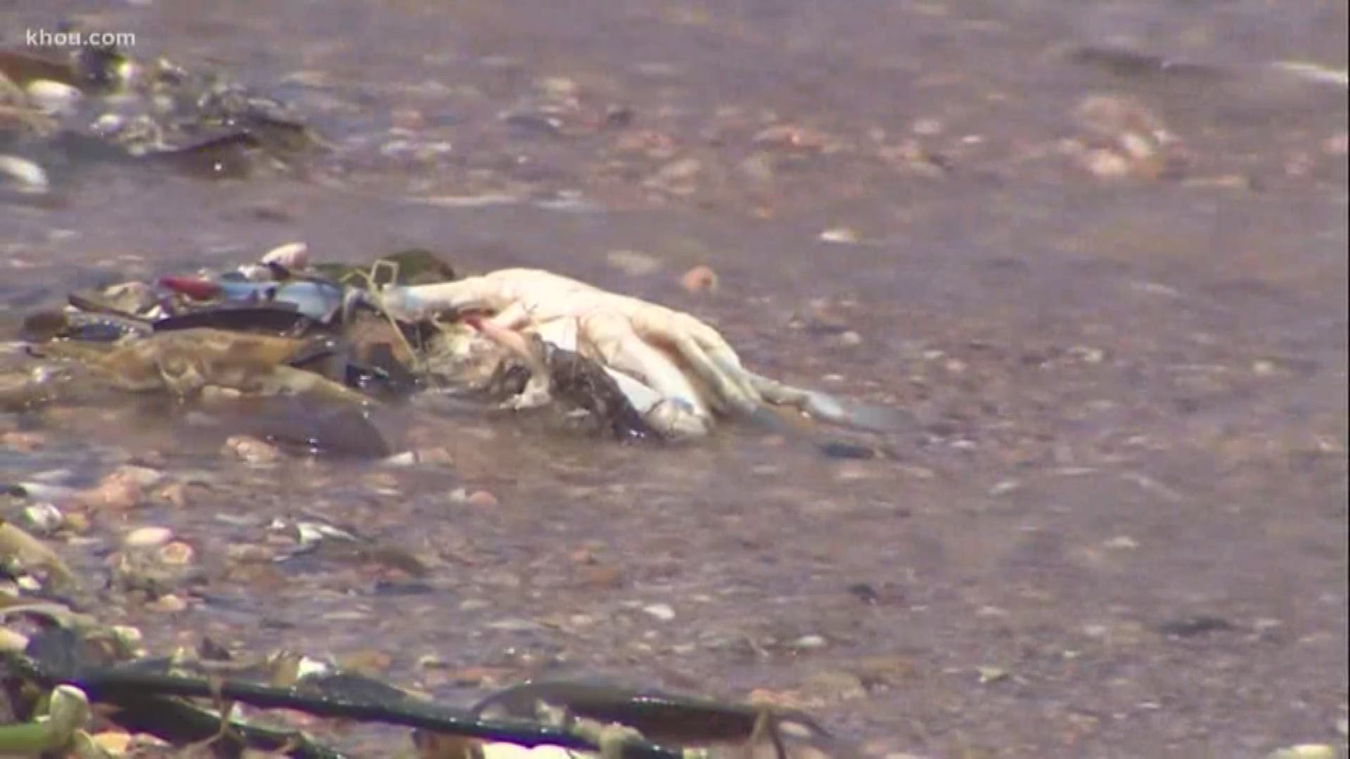The Galveston Bay Foundation reports it has recovered about 1,000 dead fish and crab along the shoreline of its bayfront property in Kemah.