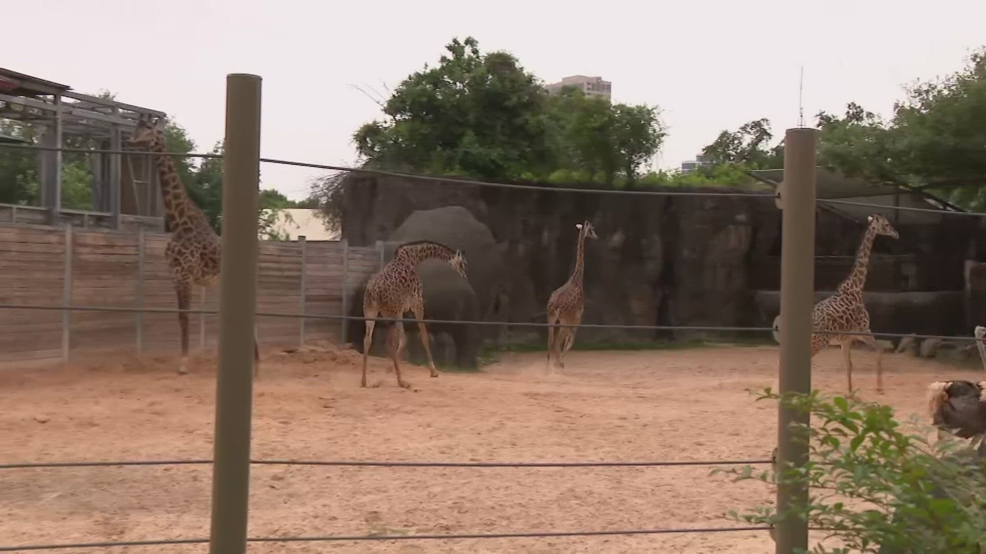 Ever wonder what animals do during a solar eclipse? Well, the KHOU 11 cameras were at the Houston Zoo when the Great American Eclipse happened in 2024.
