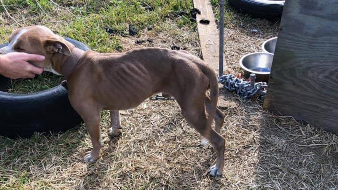 Emaciated Dog, Mom And 3 Puppies Seized From Homes In Pct. 1 | Khou.com