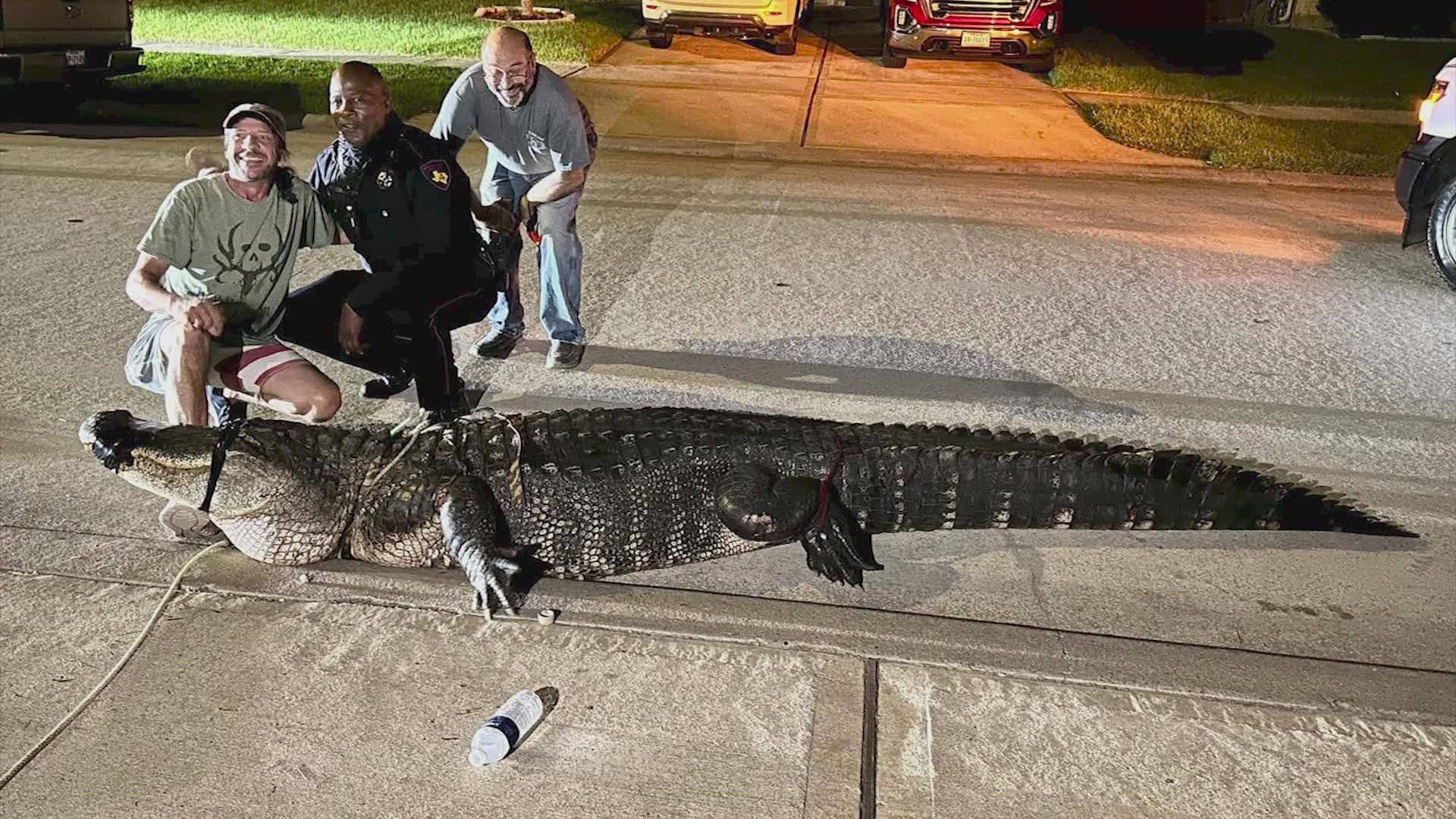 An alligator was captured strolling through a neighborhood on North Lake Branch Lane near Lake Houston in Atascocita.