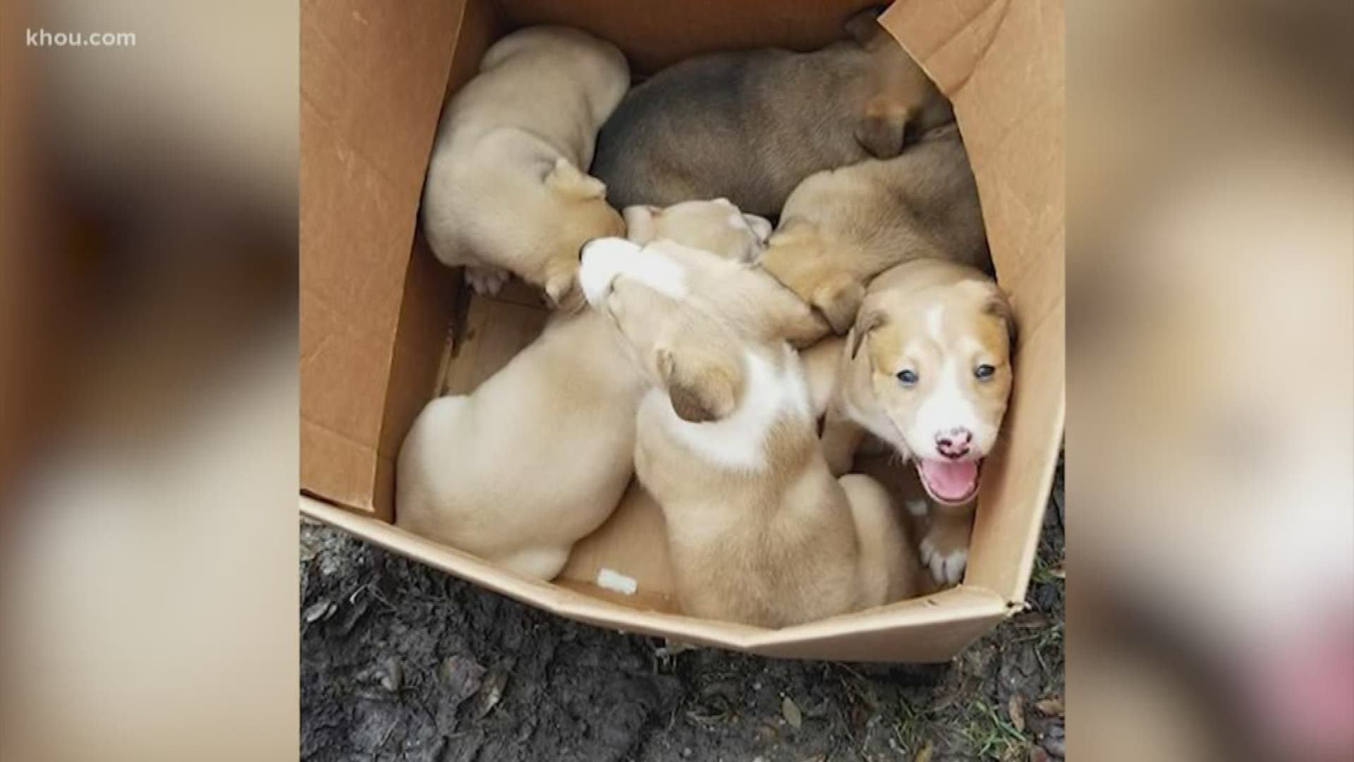 Some abandoned puppies in Pearland are getting a lot of attention on Facebook and it's turning into a teachable moment.