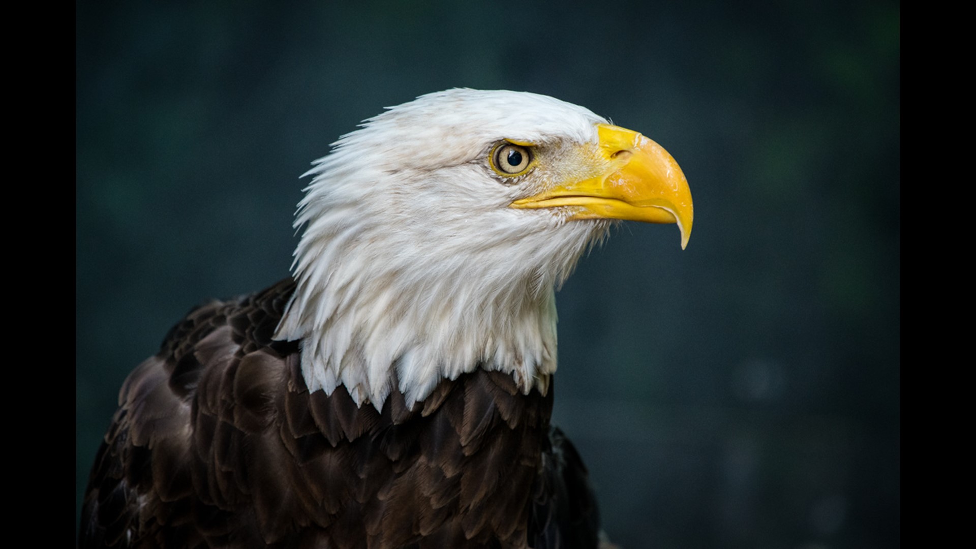 Houston Zoo's Texas Wetlands opens May 24th with bald eagles, alligators, whooping cranes and