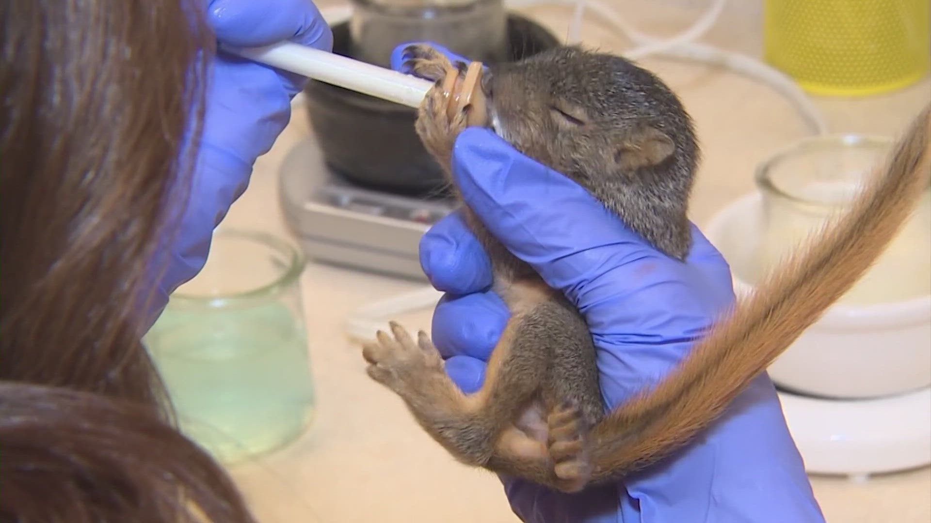 The Houston's SPCA is caring for orphaned baby squirrels that have fallen from trees.  They also have advice for you if you come across them.