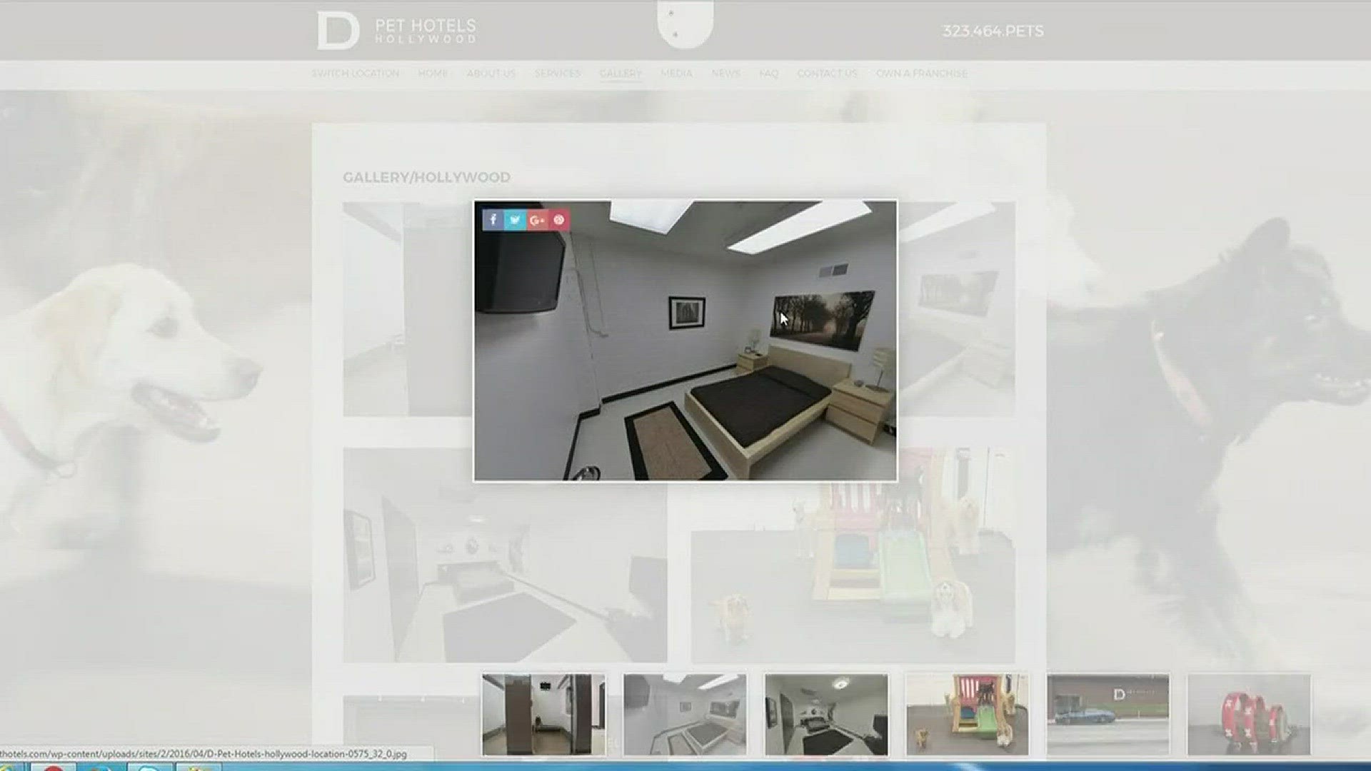 New Austin dog hotel offers queensized beds, flatscreen TVs