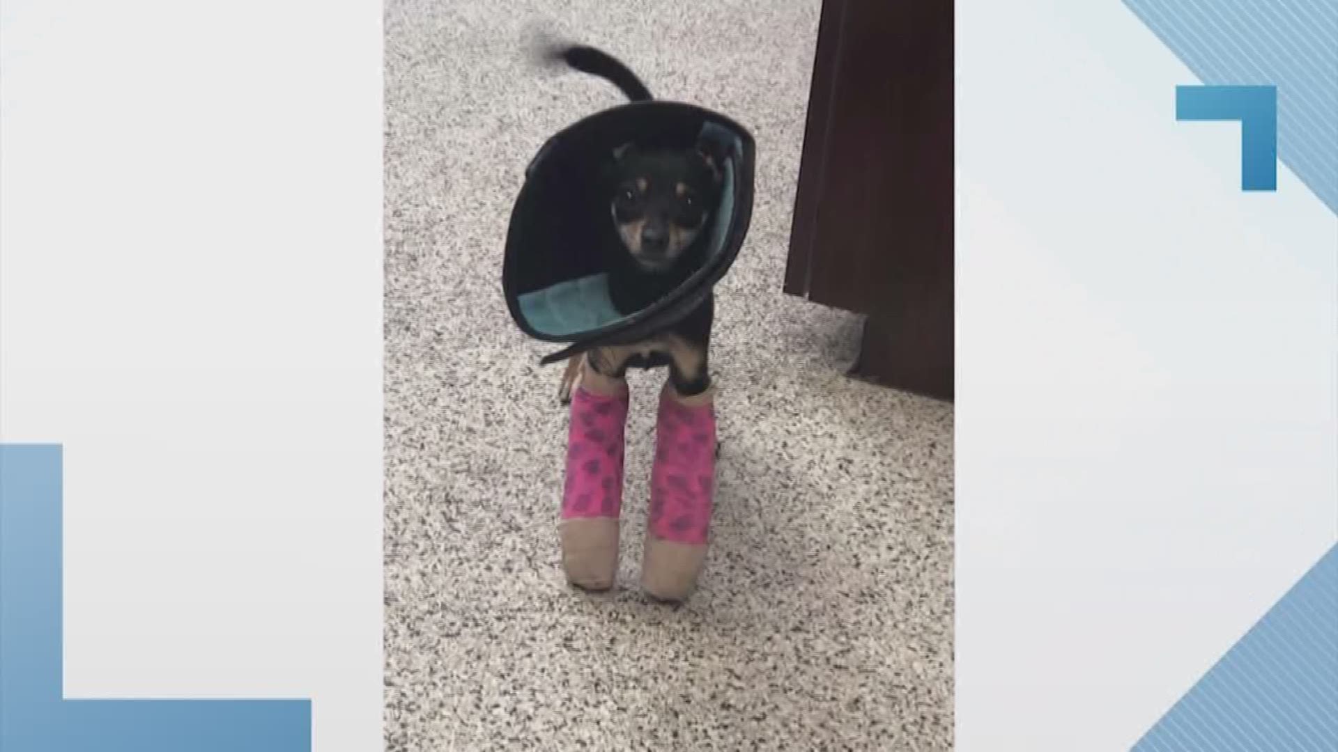 The Brazoria County SPCA says an injured puppy was brought to them after its owner could no longer care for him.