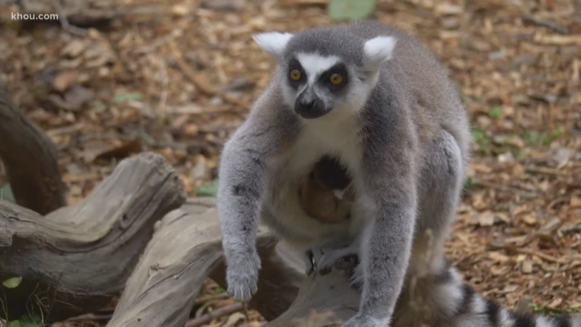Oh baby! The Houston Zoo just welcomes two new little lemur babies. Last week, a ring-tailed lemur mama gave birth to a tiny little baby weighing in at just three ounces.