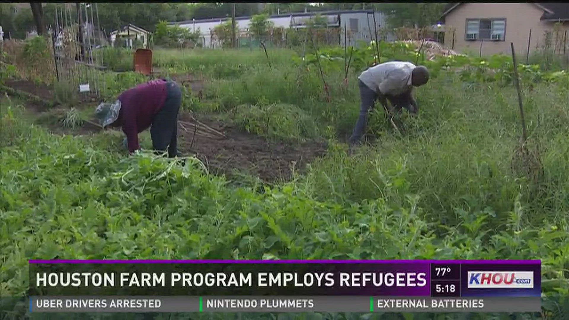 If you like to eat organic produce and you want to help some of our city's newest residents, you should check out a program called Plant it Forward. "Plant It Forward is a non-profit based in Houston that aims to employ refugees through urban farming," sa