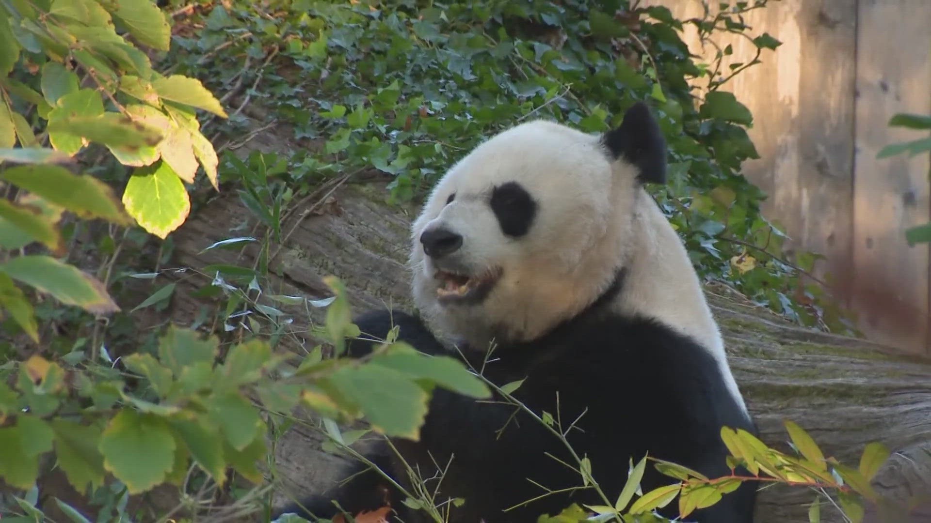 The three giant pandas have been on loan to the zoo from China but they will be sent back in mid-November.