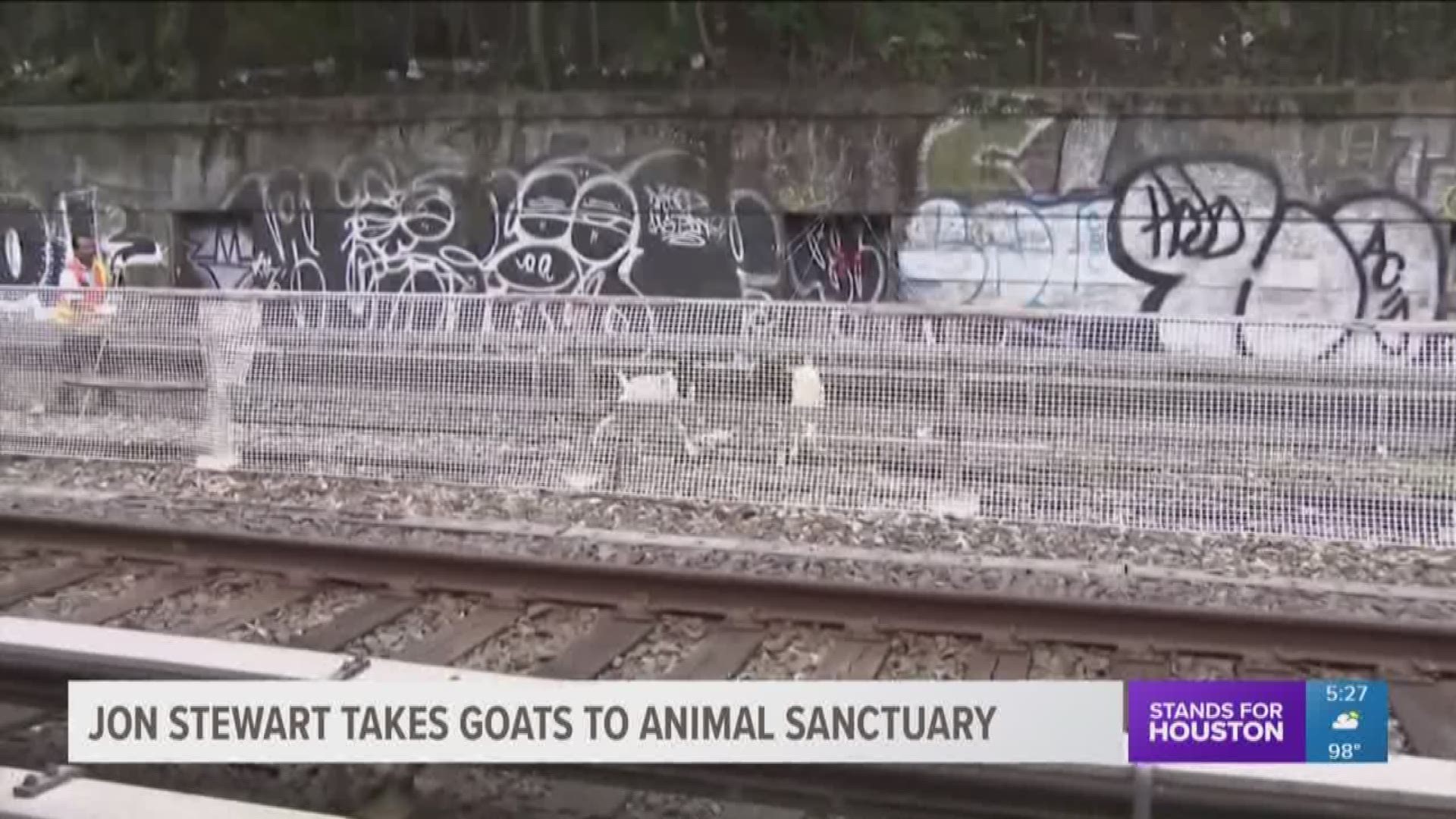 Former "Daily Show" host Jon Stewart has come to the rescue of two goats that caused havoc on the New York subway system Monday.
Several trains had to be rerouted in Brooklyn after the goats were spotted wondering along the subway tracks. 