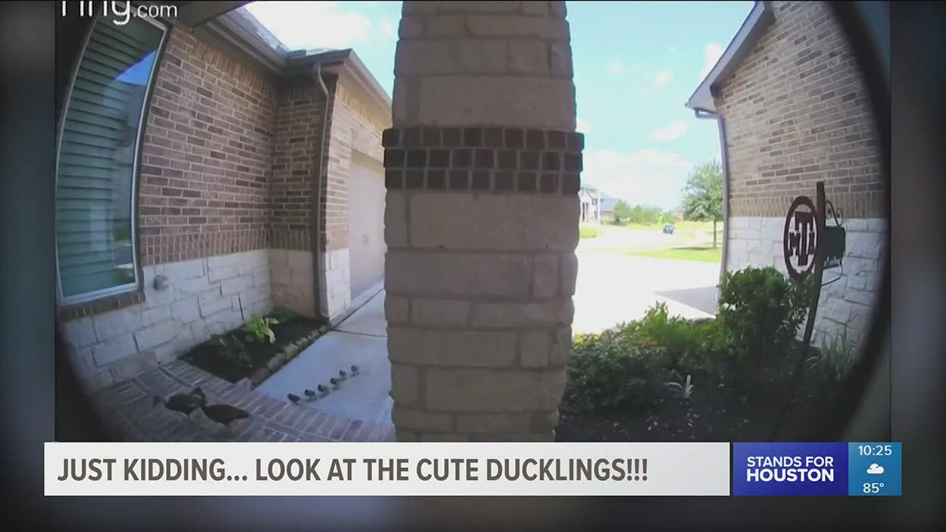 Fulshear Police are looking for highly aggressive solicitors going door-to-door in one community. Those suspects? An adorable family of ducks!
