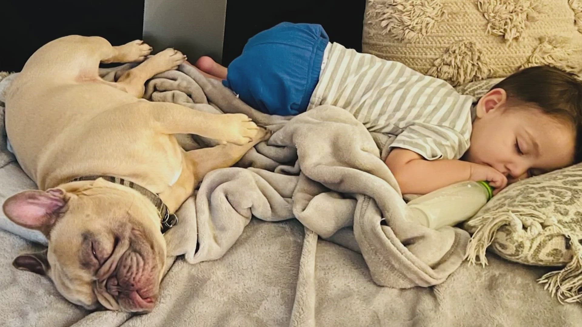 Luca, a 5-year-old French bulldog, was taken during a break-in at an apartment in the Rice Military area on Feb. 27.