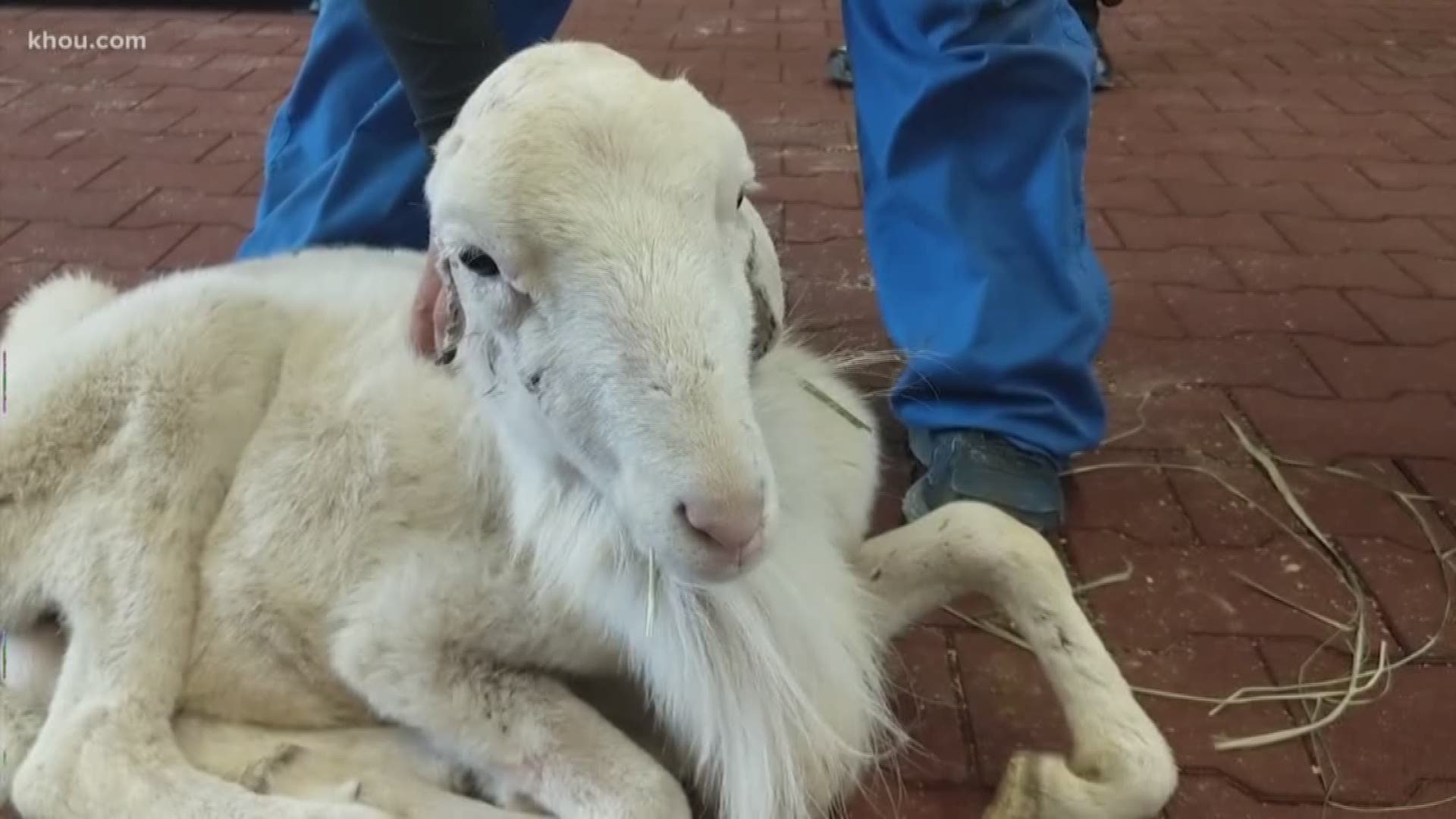 Two dozen emaciated sheep rescued near Conroe | khou.com