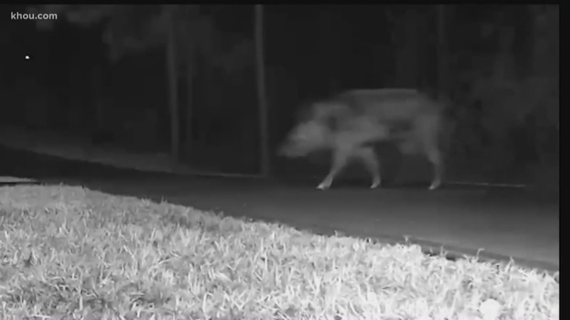 A wild hog terrorized a Montgomery County family early Wednesday, according to the homeowner.