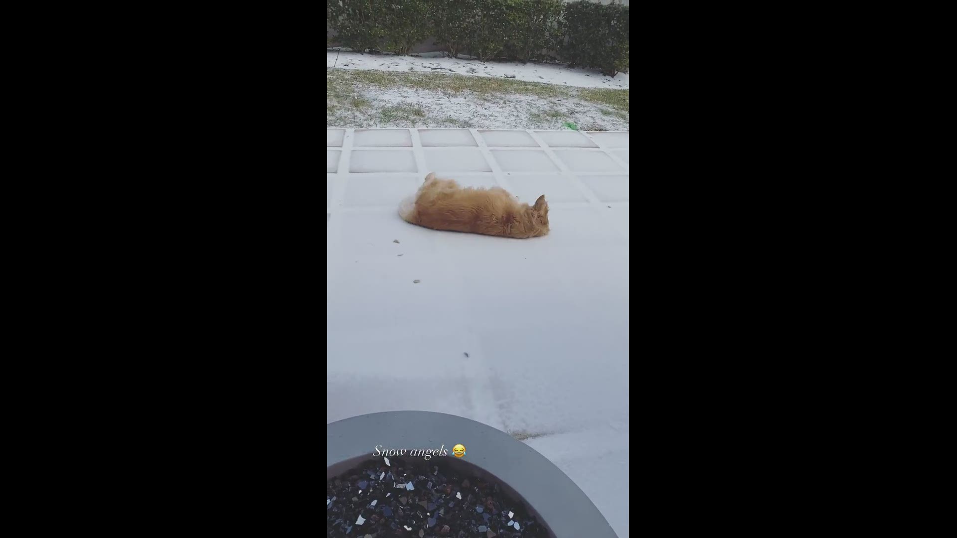 Karsyn sent us this video of her pup doing snow angels in League City!
Credit: Karsyn