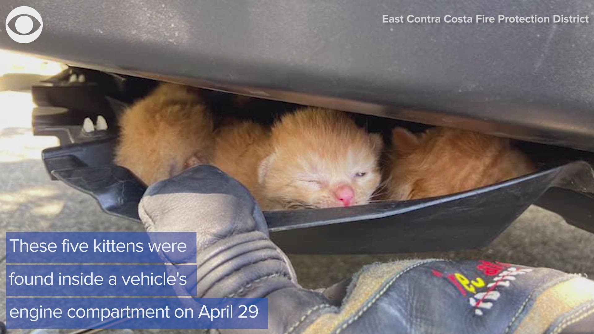 A Californian woman and her son thought a cat was stuck inside their vehicle's engine compartment. What first responders found was quite a fuzzy surprise.
