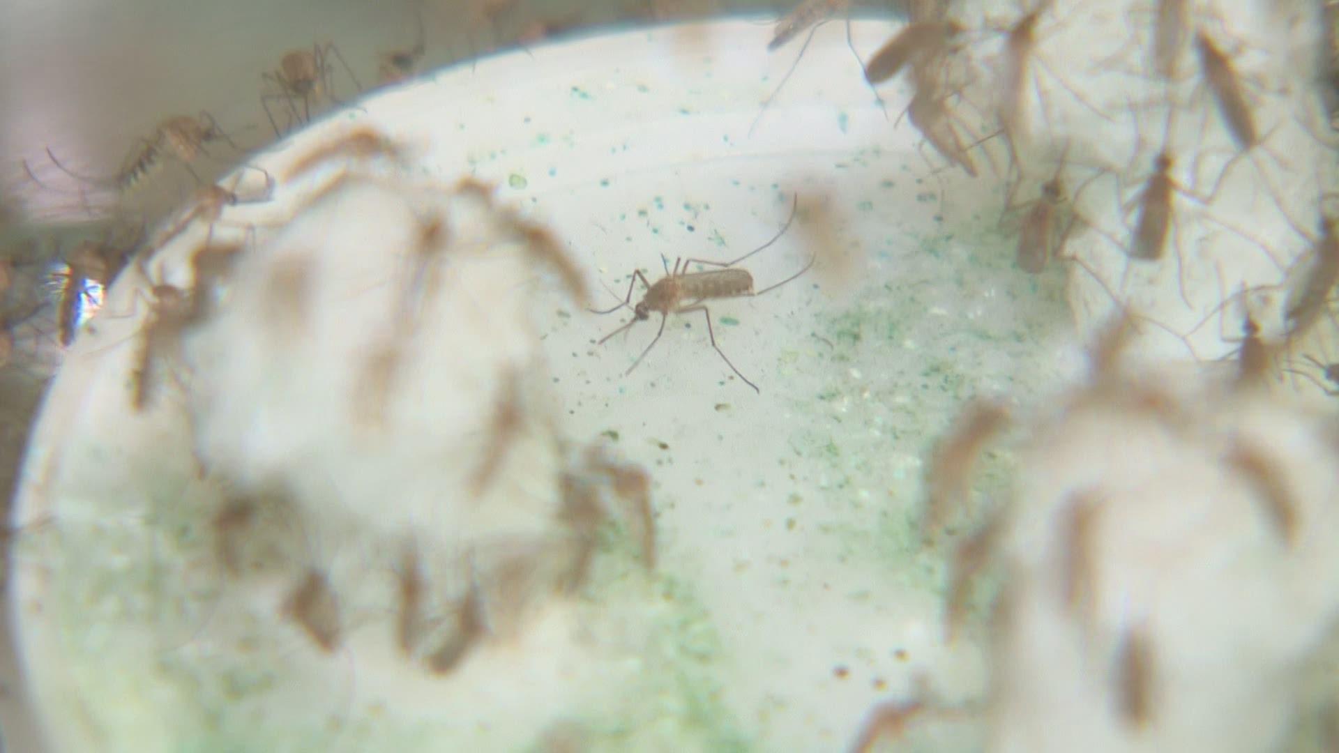 County health officials have confirmed West Nile virus is here, again, in Harris County.