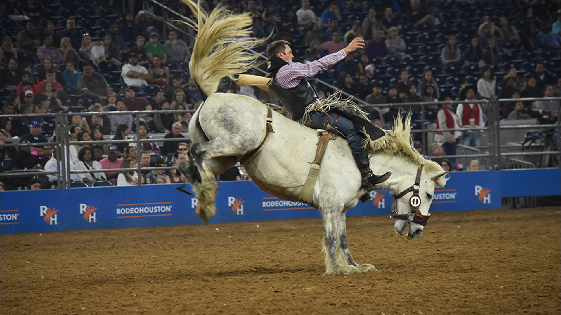 At Houston's Livestock Show and Rodeo, Texans like to indulge.