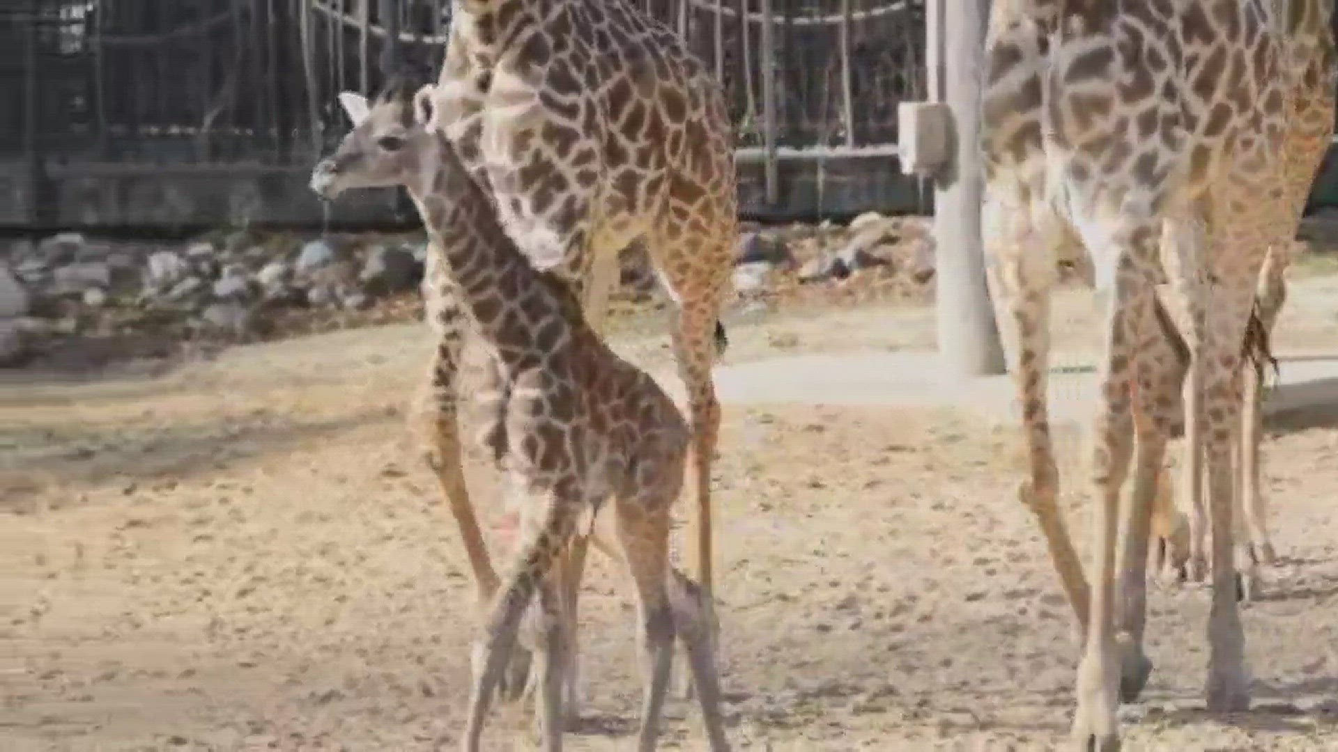 Visitors to the Houston Zoo on this Good Friday got a special treat. The zoo's new baby giraffe made her public debut.  The five-day old Masai giraffe strolled around the main yard at the McGovern Giraffe Habitat with mama, Tyra, by her side.  After she g