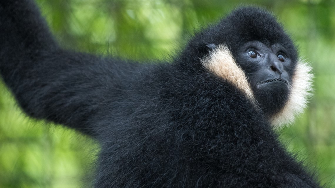 Spider monkey on loose in Southeast Houston corralled by BARC after  encounter with dog – Houston Public Media