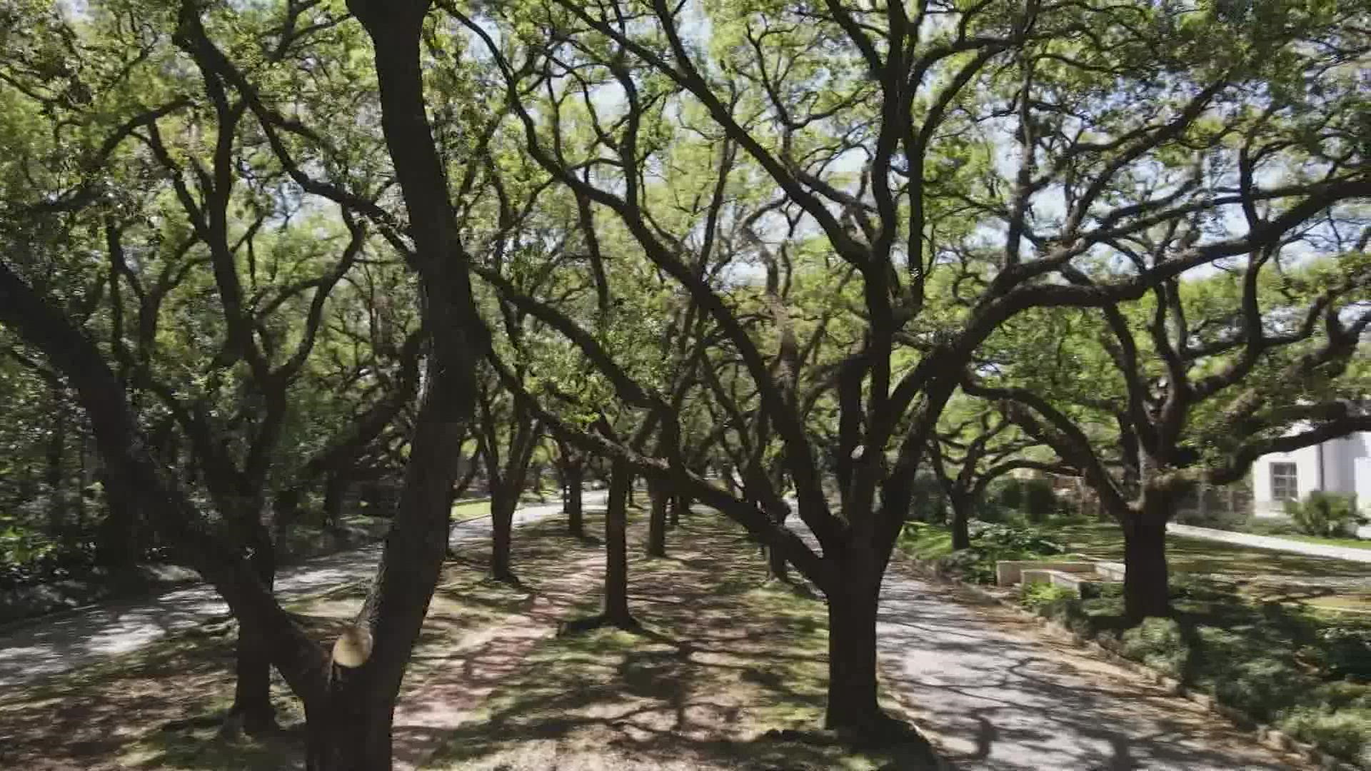 record-breaking-pollen-count-in-houston-khou