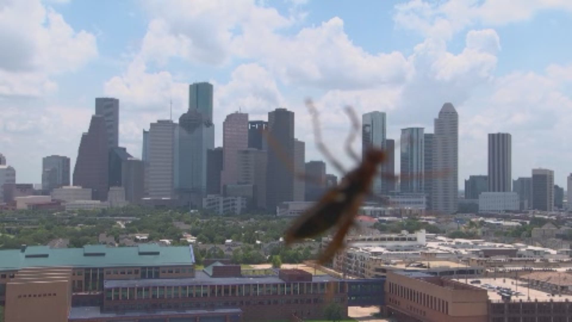 It looks like a giant wasp hovering over downtown Houston. It's really just a normal-size wasp that landed on our tower cam on Allen Parkway. Apparently, we have a new fan!