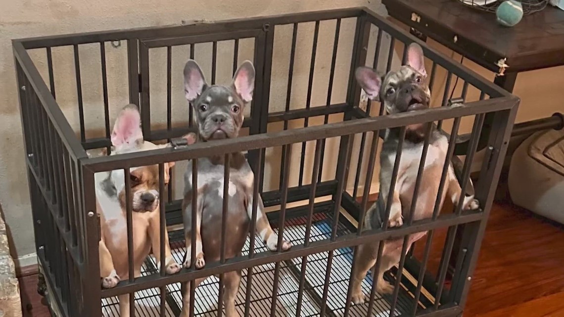 Man says French bulldog puppies were stolen from right in front of him