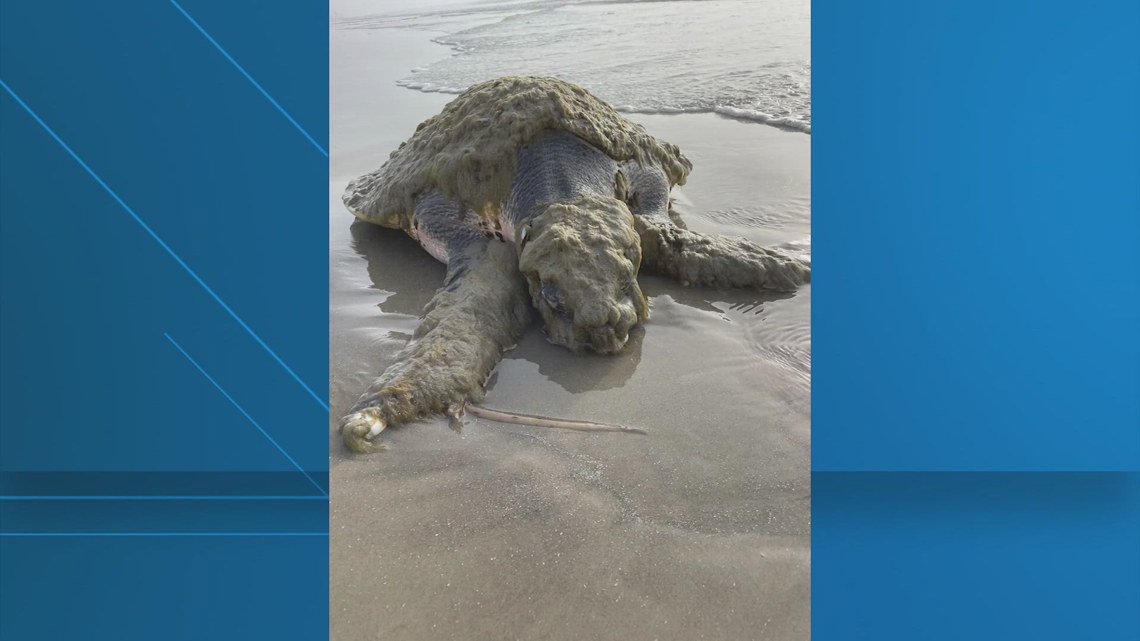Florida Ridley Turtle Massive Kemp’s ridley sea turtle rescued after washing ashore on Texas ...