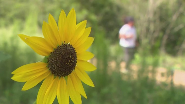 Memorial Park's New Eastern Glades Provides An Urban Wilderness