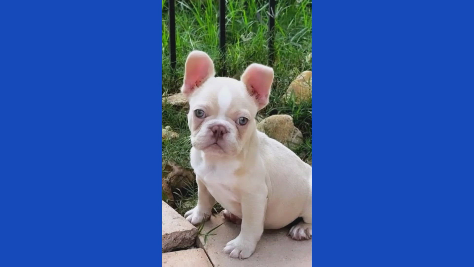 15,000 French bulldog killed in attack caught on camera
