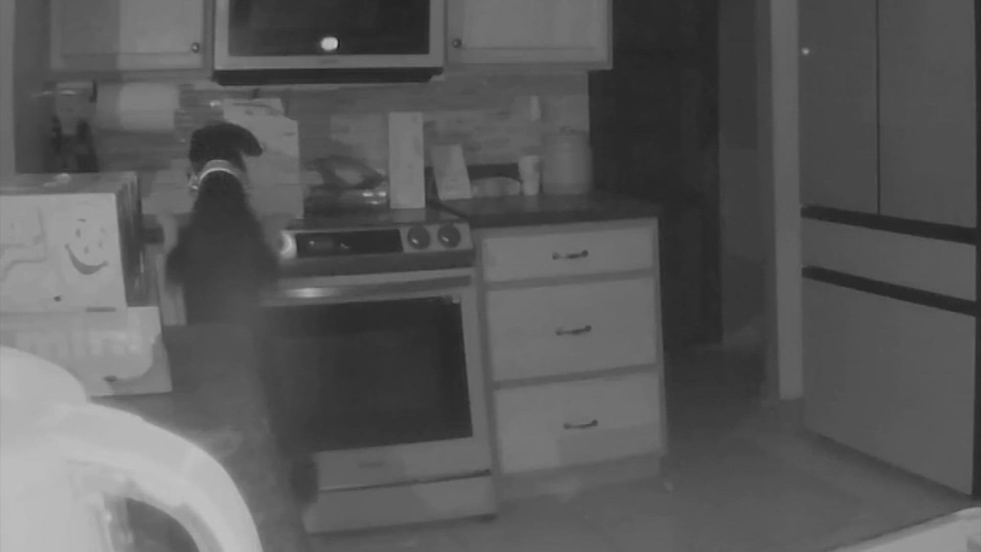 A home surveillance camera caught the moment a dog turned on a stove and lit a house on fire in Colorado Springs.