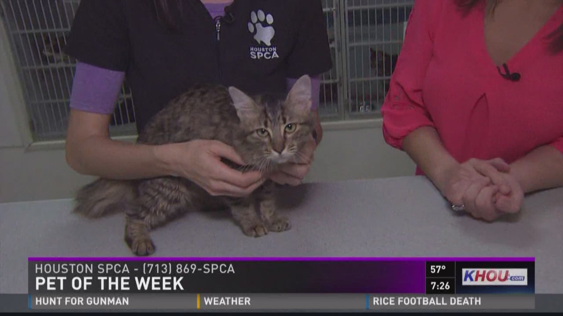 Meghan, a fluffy 6-month-old cat, is ready for adoption at the Houston SPCA.