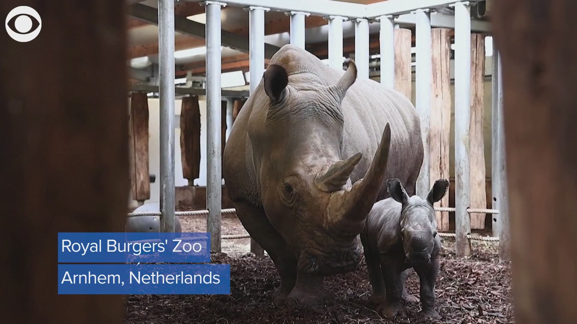 ADORABLE: This is Douwe, a baby rhinoceros born on Easter at the Royal Burgers' Zoo in the Netherlands.