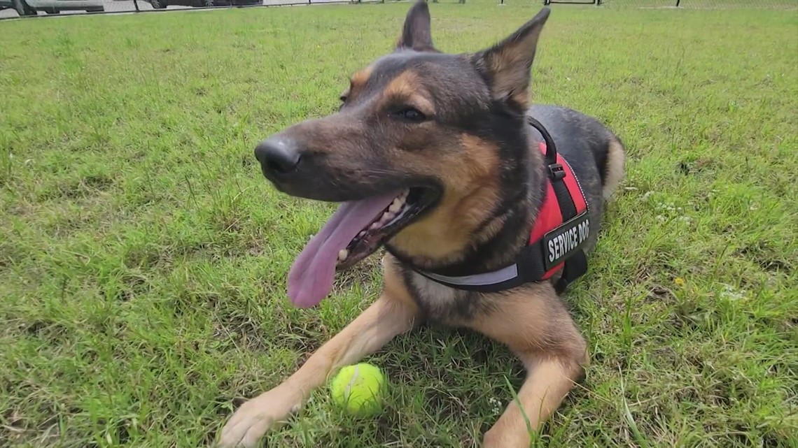 Anjing pemandu ditemukan sendirian di taman West Houston bersama pemiliknya