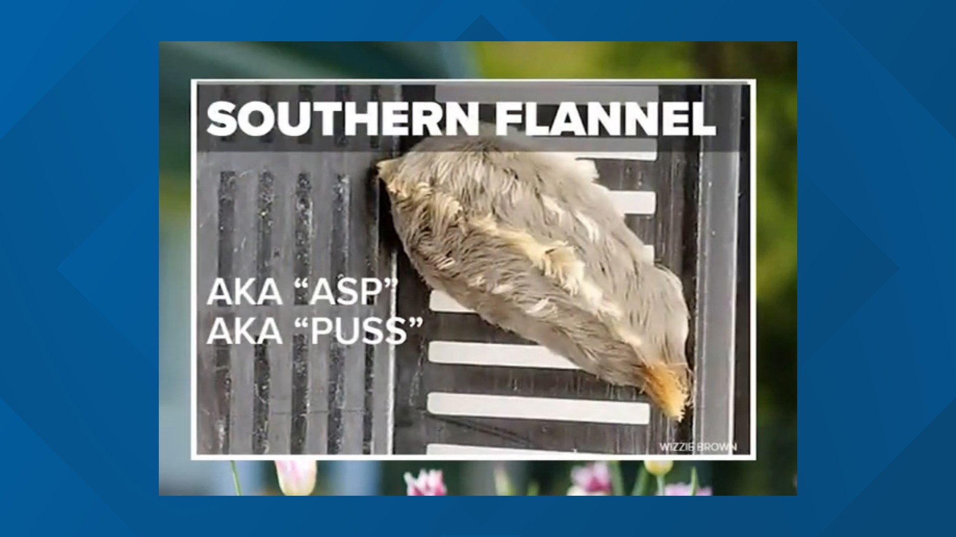 What stinging caterpillars look like and how to treat a sting