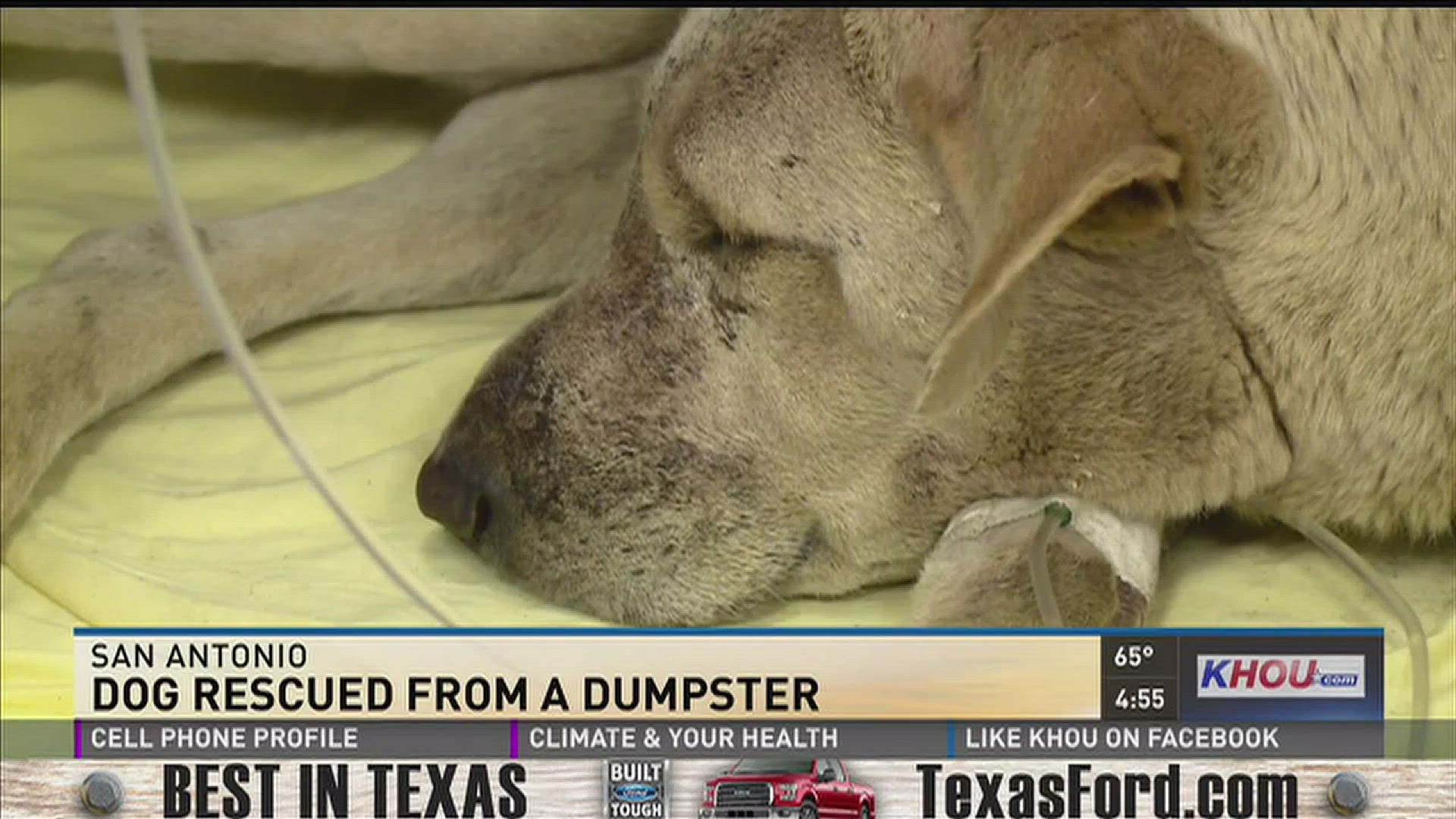 A dog was left to die in a dumpster, covered in trash, according to San Antonio's Animal Care Services. They say that the pup, given the name Millie, was moments away from death.