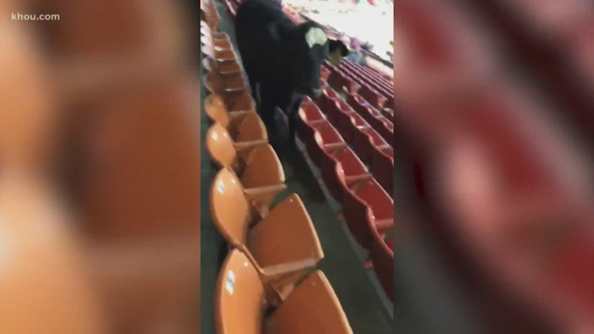 A cow found its way into the stands at NRG Arena this weekend during the Houston Livestock Show & Rodeo.