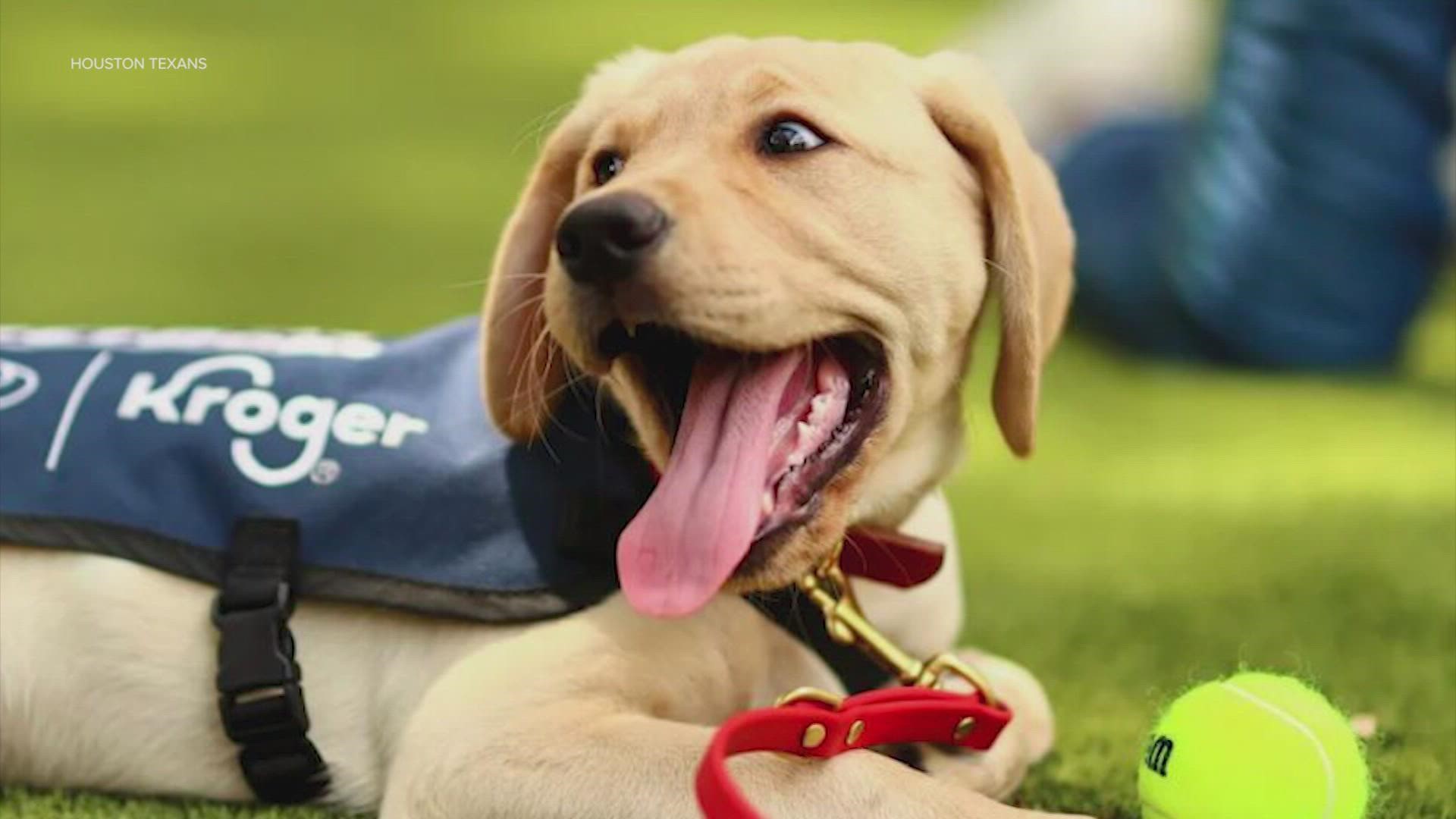 The Texans pup, Kirby, was selected to compete in this year's Puppy Bowl, which celebrates adoptable dogs and showcases animal shelters throughout the U.S.