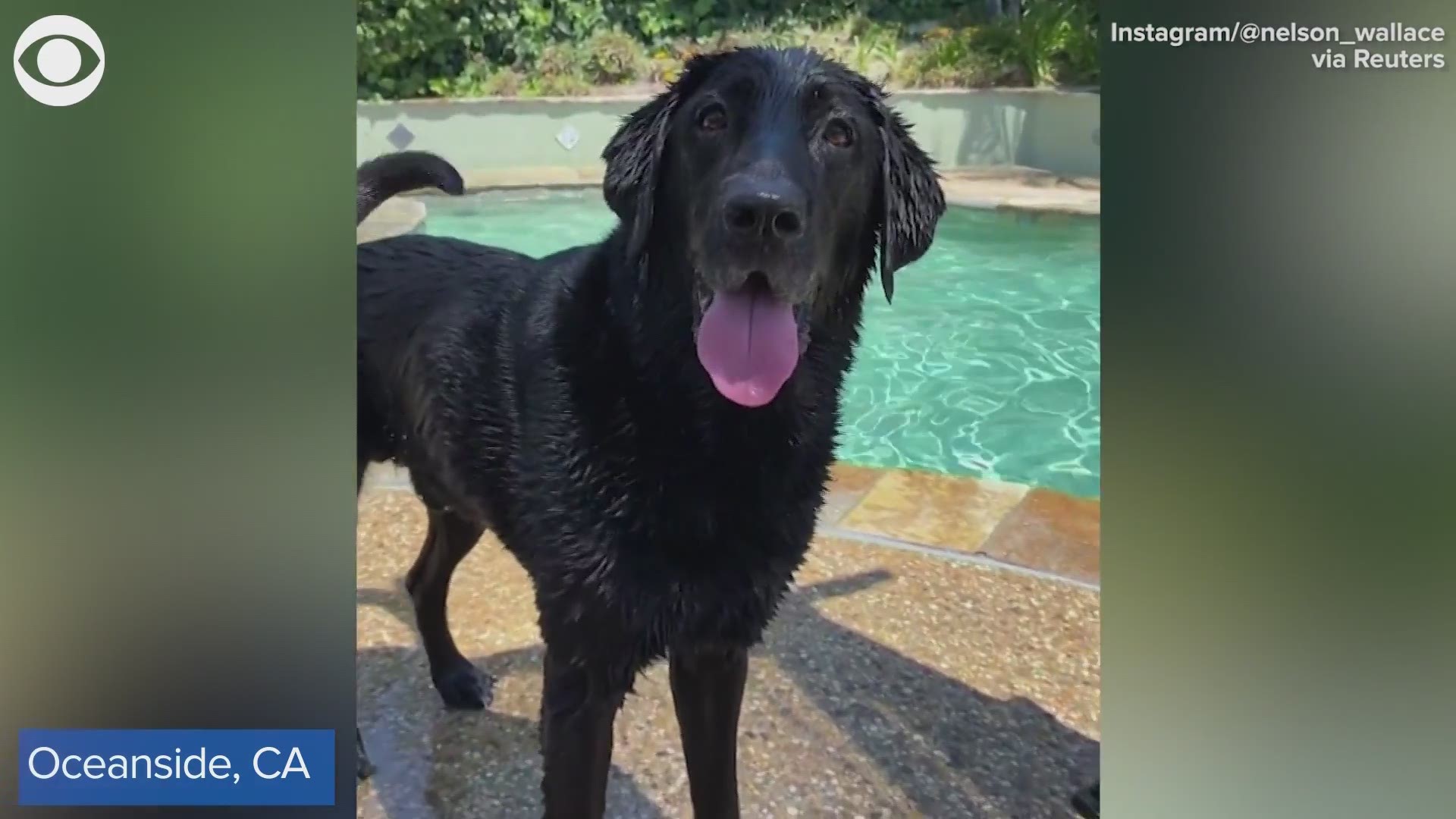 Check out these dogs named “Nelson” and “Wallace” enjoying a pool day