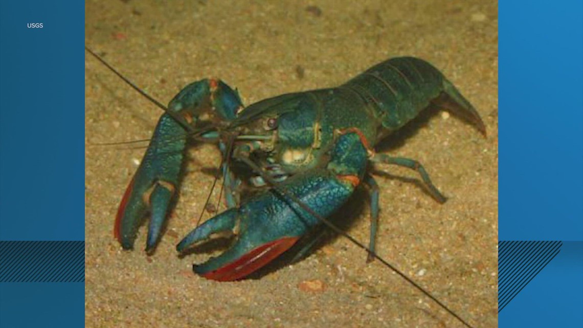 Redclaw crawfish Australia ditemukan di kolam Texas