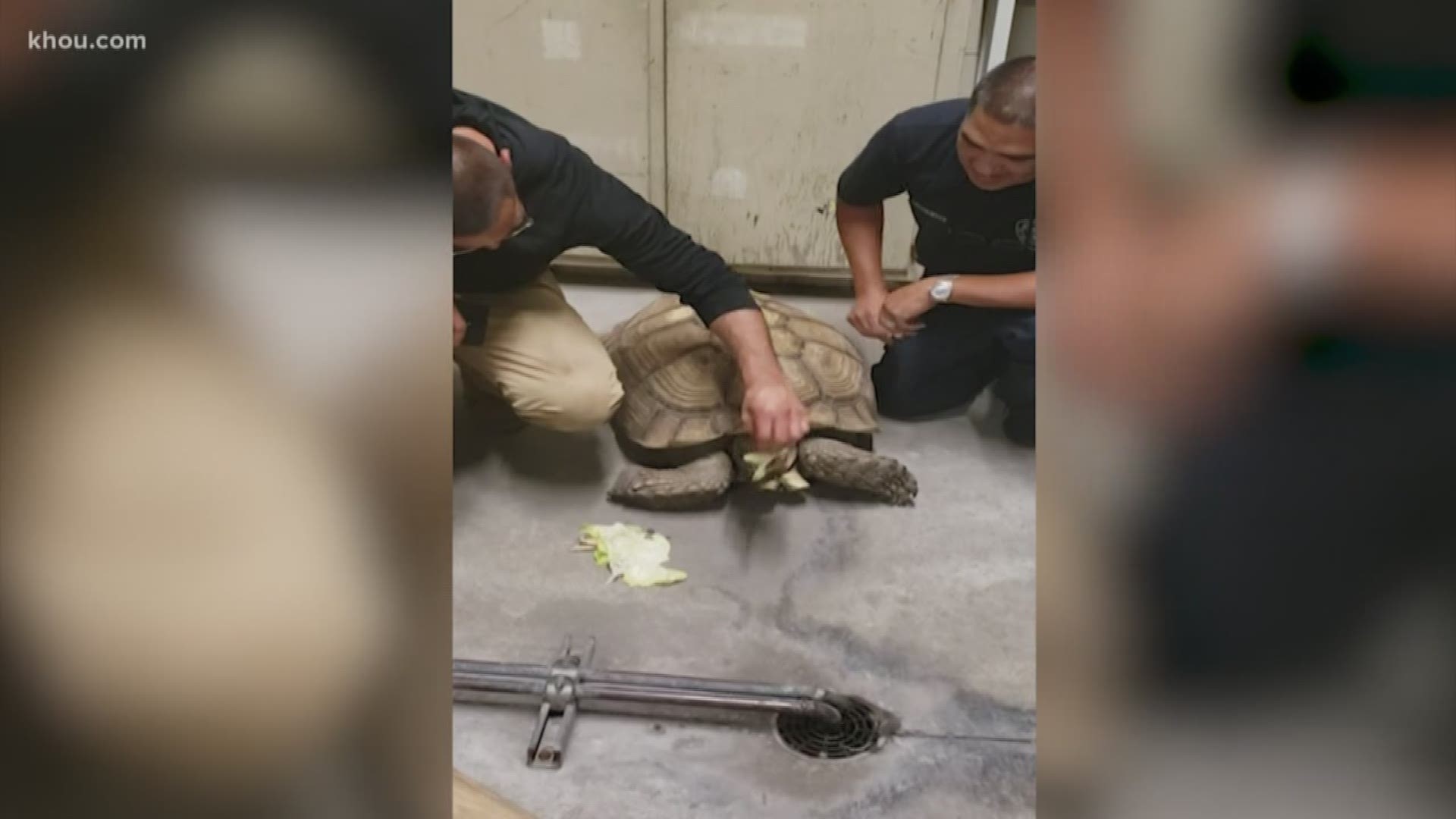 It's not everyday you see a tortoise at a fire station, but that's just what happened Monday at Houston Fire Station 45.