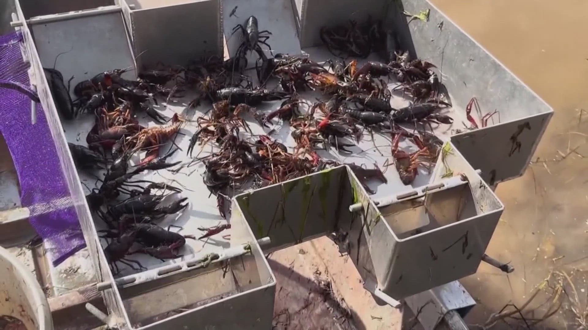 Seafood lovers here in the South are facing a big problem. There's a serious shortage of crawfish and that's driving the price up.