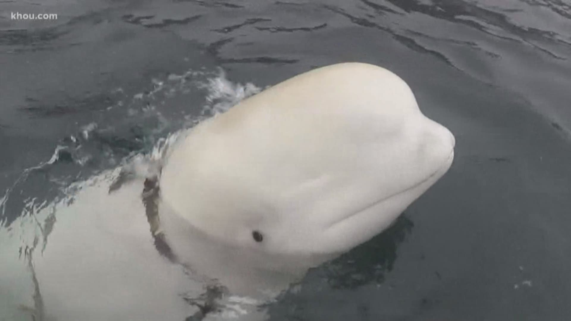 In this week's critter news, a Beluga whale found wearing a tight harness has prompted speculation that it's working for the Russians and a sweet sea lion was found wandering along a busy highway.