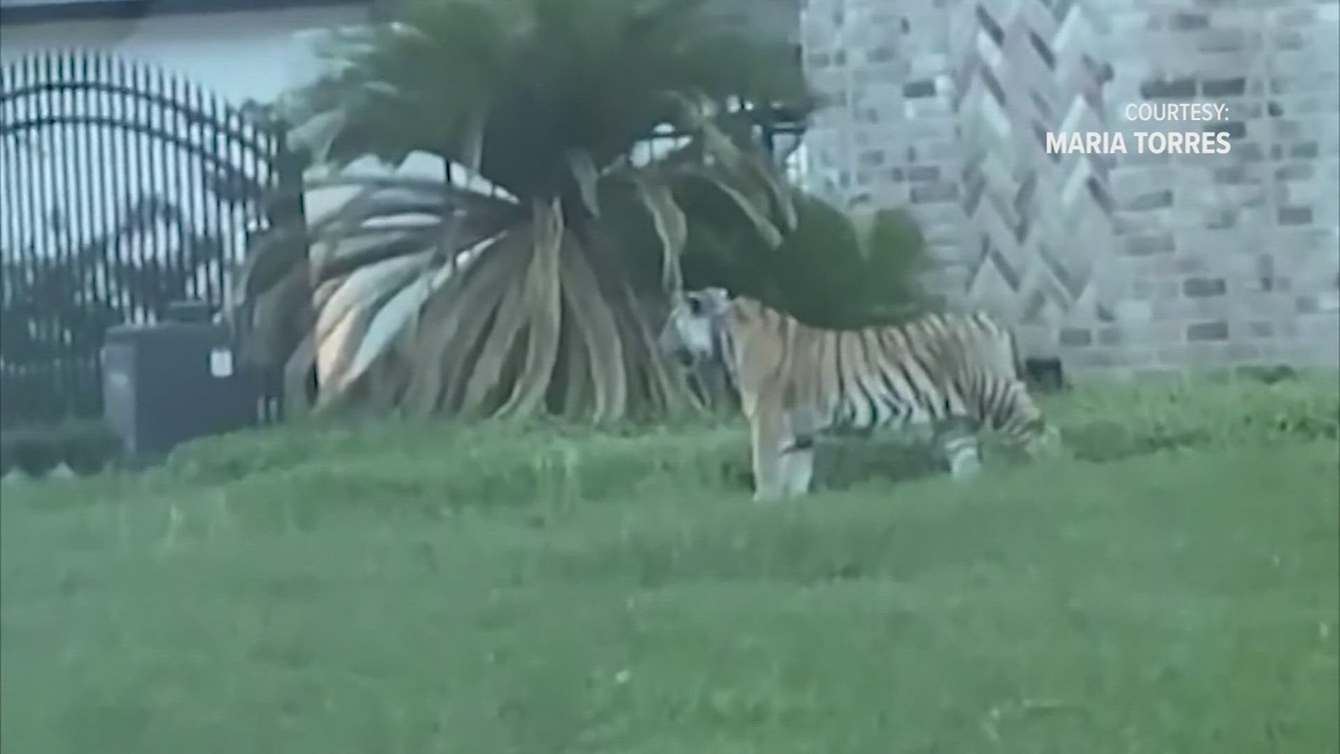 India, tiger found wandering Houston in 2021, dies at Texas ranch | khou.com