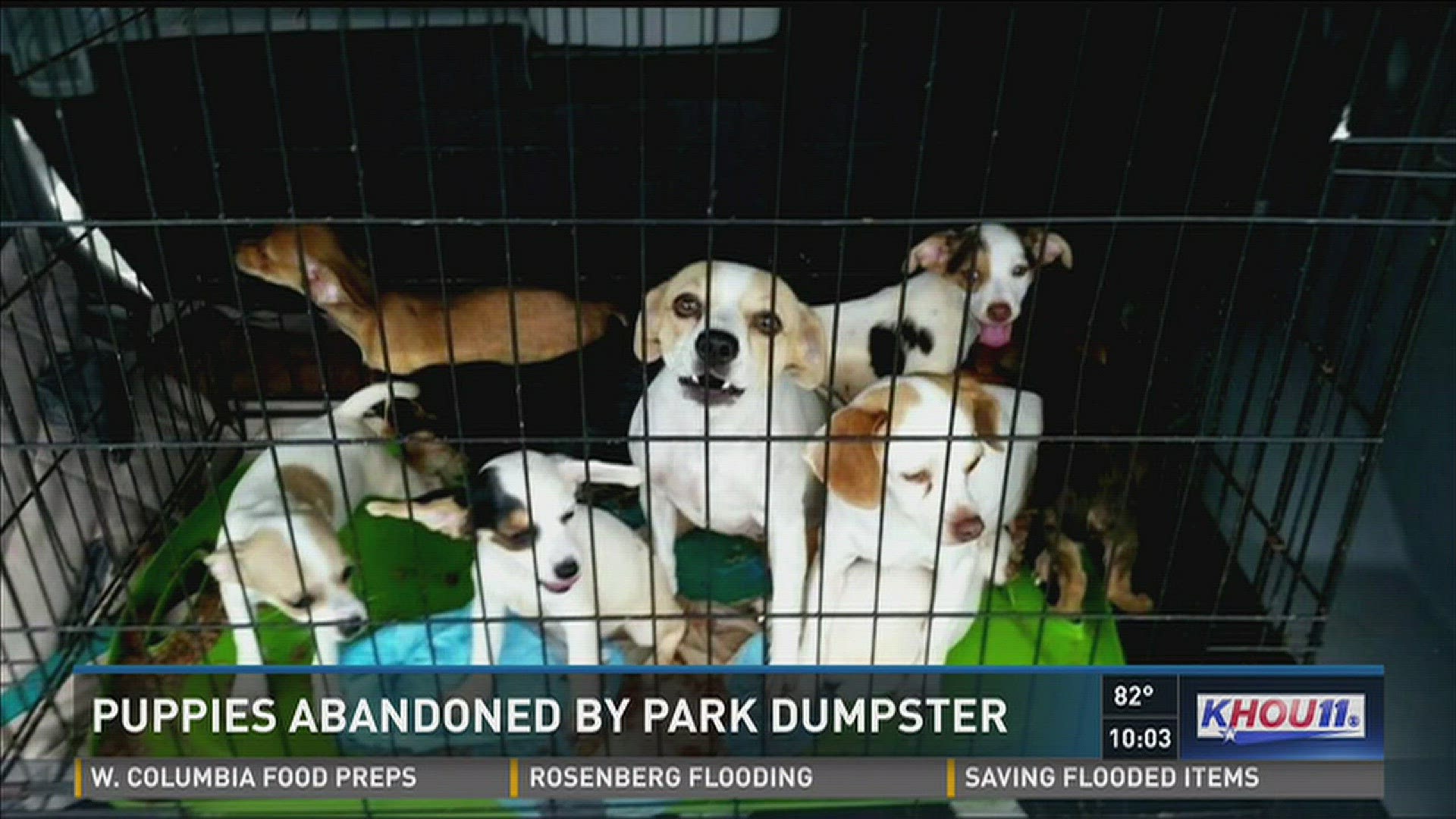 Dogs found abandoned in north Houston park | khou.com