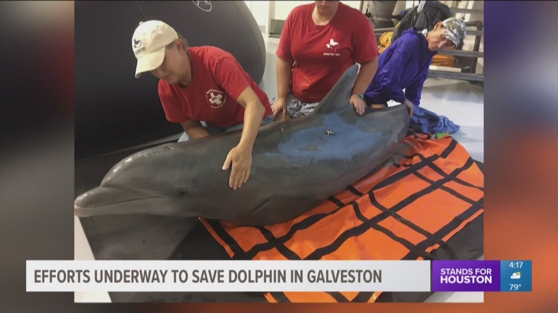An injured dolphin is on the road to recovery after it was found beached in Galveston Monday morning. 