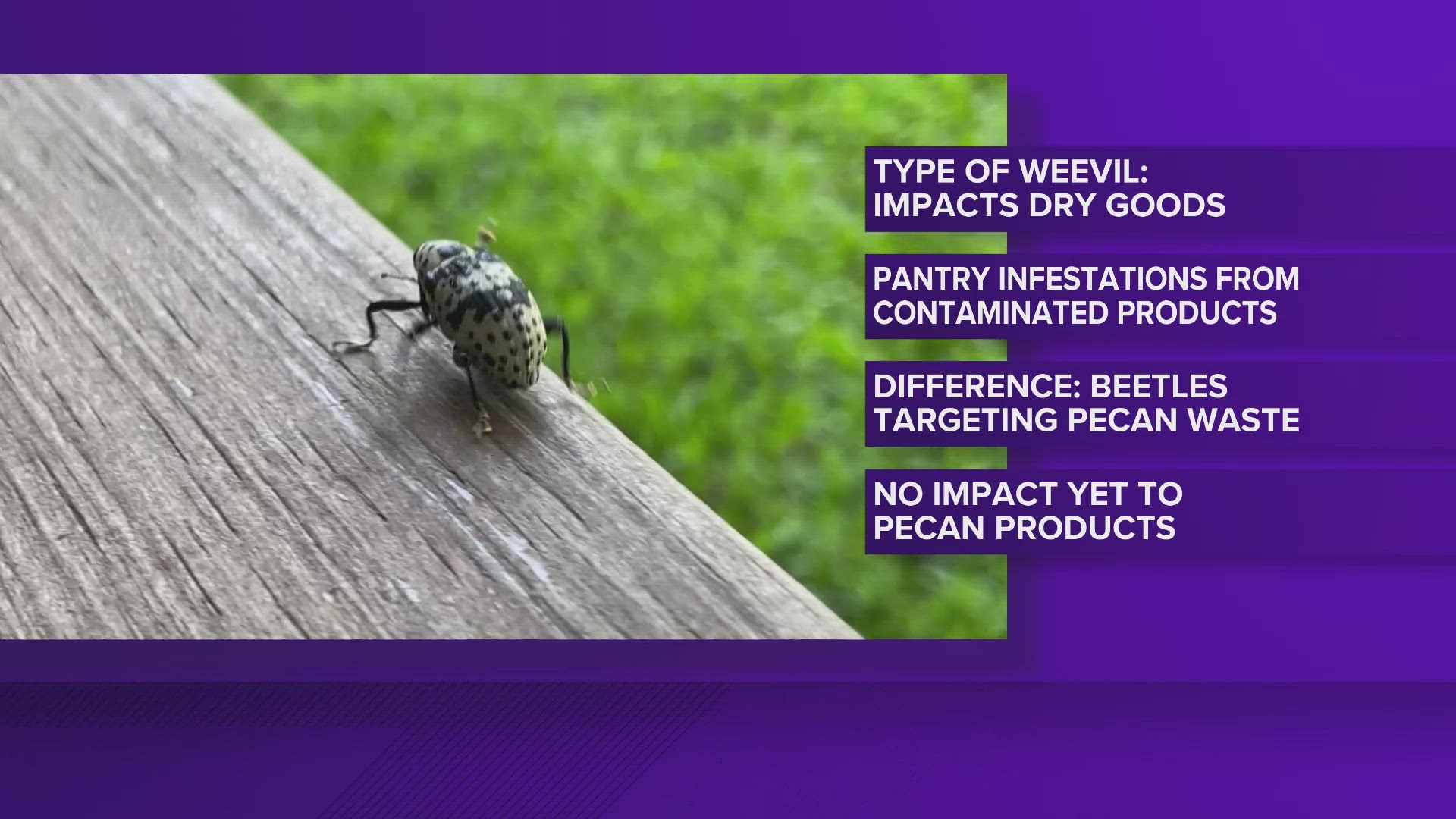 Crews are bulldozing piles of pecan shells in hopes of cracking down on a red flour beetle infestation.