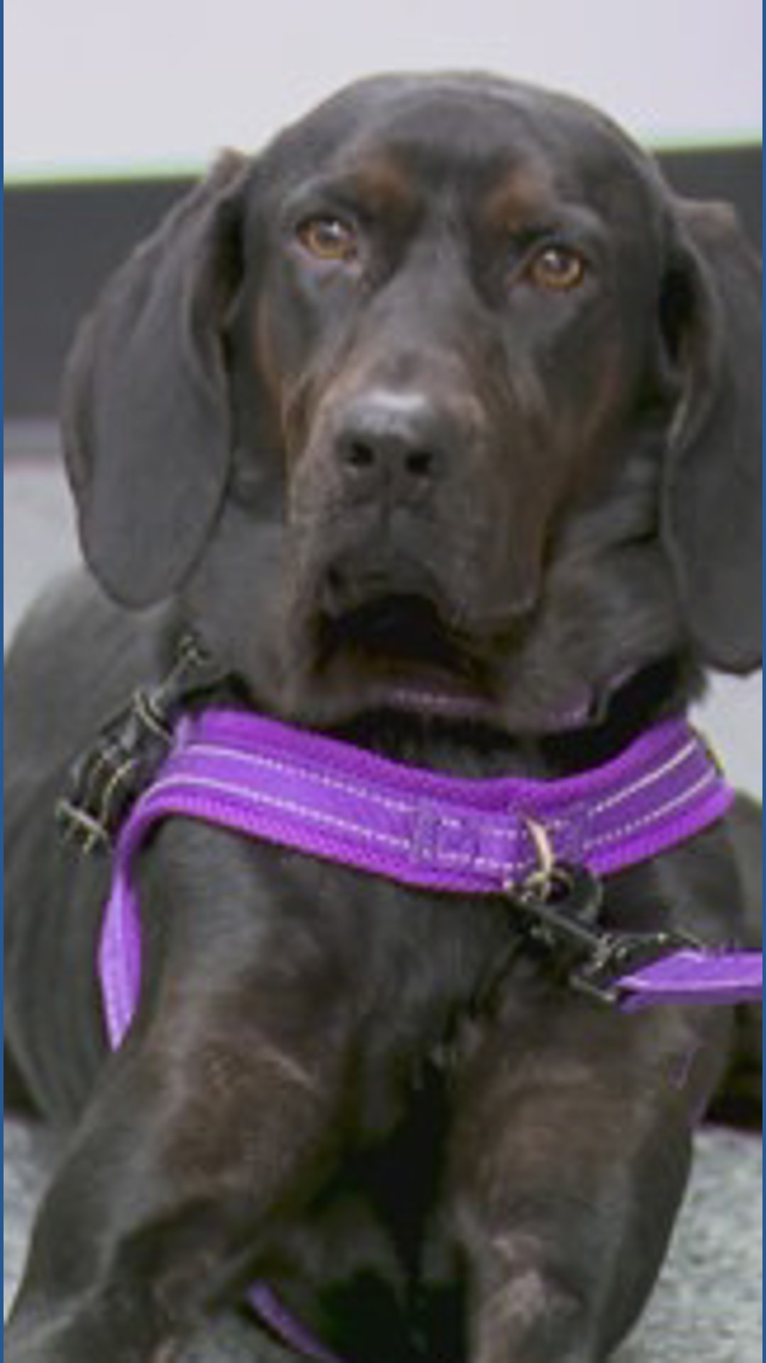 Holiday heart, lifelong commitment: Rescue group urges would-be adopters to  ask tough questions before saying yes | khou.com