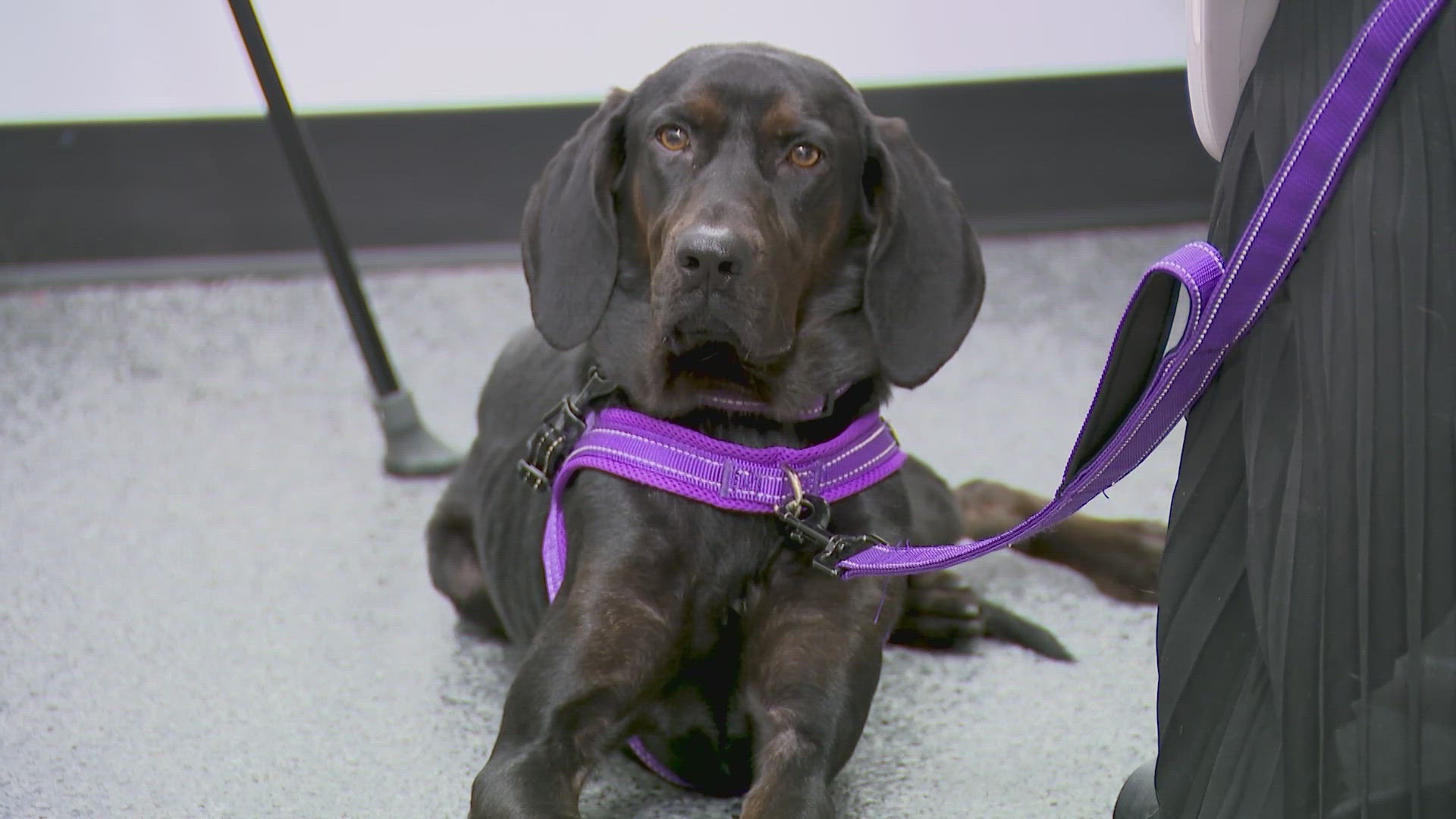 Animal rescue group urges would-be adopters to ask tough questions before  saying yes